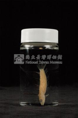 小骨鰧藏品圖，第3張