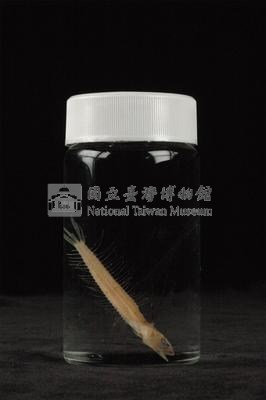 小骨鰧藏品圖，第3張