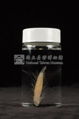 小骨鰧藏品圖，第3張