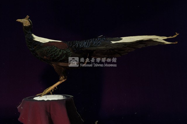 藍腹鷴藏品圖，第4張