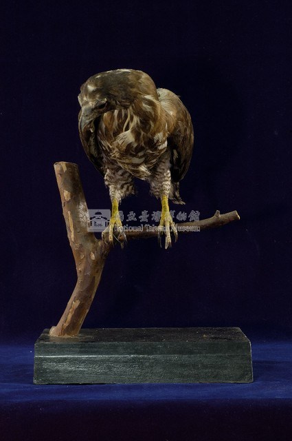 鳳頭蒼鷹藏品圖，第4張