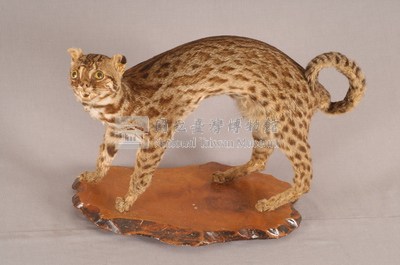 石虎藏品圖，第4張