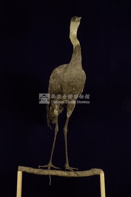 白頭鶴藏品圖，第4張