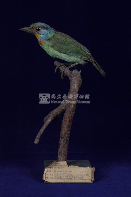 五色鳥藏品圖，第5張
