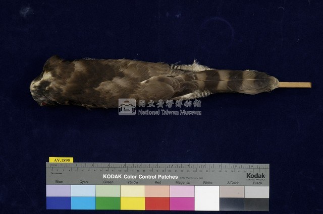 鳳頭蒼鷹藏品圖，第4張