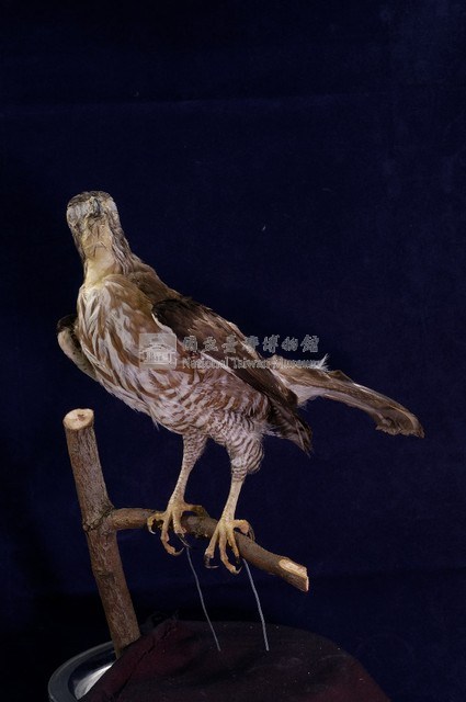 鳳頭蒼鷹藏品圖，第1張