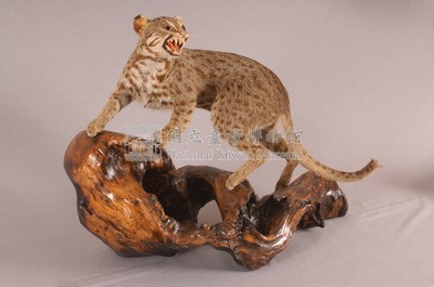 石虎藏品圖，第3張