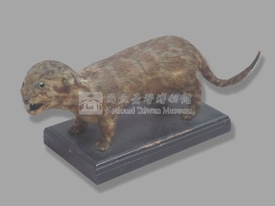 臺灣雲豹藏品圖，第3張