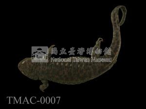 歐非肋突螈藏品圖，第6張