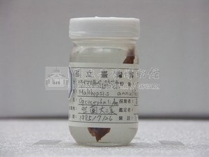 環紋蝙蝠棘茄魚藏品圖，第2張