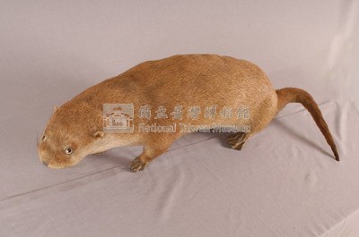 水獺藏品圖，第3張