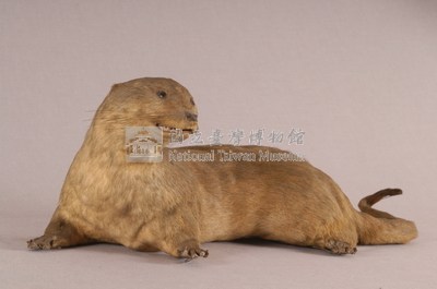 水獺藏品圖，第4張