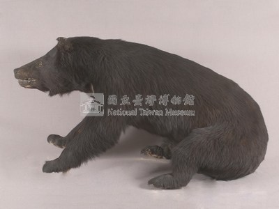 臺灣黑熊藏品圖，第5張