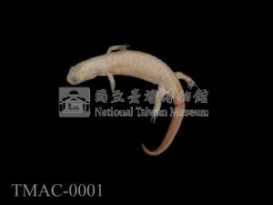 山椒魚藏品圖，第6張