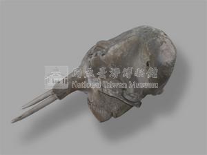 印度象(骨骼)藏品圖，第19張