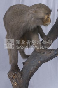 臺灣獼猴藏品圖，第3張