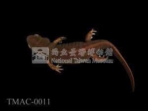 紅腹蠑螈藏品圖，第6張