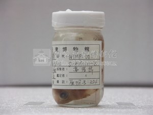 背帶(魚翁)藏品圖，第2張