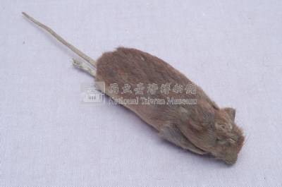 Formosan Field Mouse Collection Image, Figure 3, Total 18 Figures