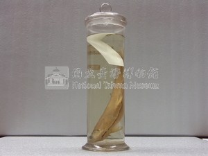 香魚藏品圖，第2張