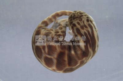 臺灣雲豹藏品圖，第3張