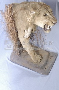 Lion Collection Image, Figure 5, Total 14 Figures