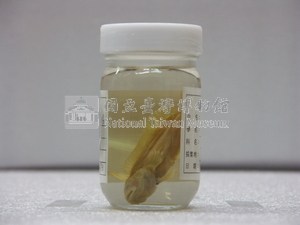 黃鳚藏品圖，第2張