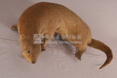 水獺藏品圖，第4張