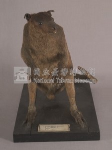灰袋鼠藏品圖，第3張