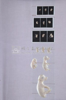 豚(家豬)(發生過程)藏品圖，第3張
