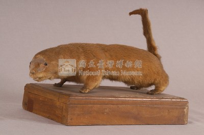 水獺藏品圖，第3張