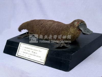 鴨嘴獸藏品圖，第3張