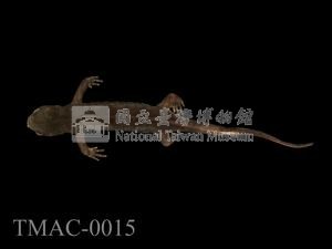 紅腹蠑螈藏品圖，第6張