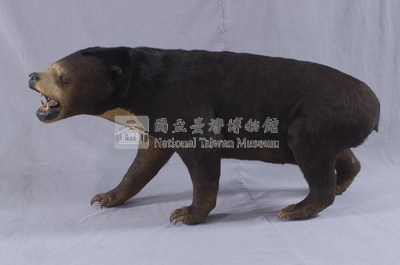 馬來黑熊藏品圖，第5張