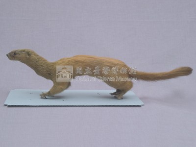 Golden Weasal Collection Image, Figure 3, Total 11 Figures