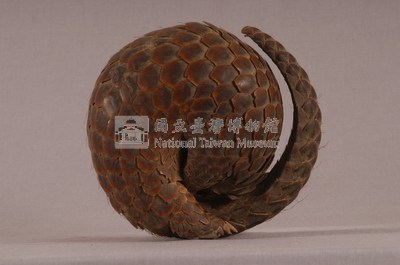 臺灣鯪鯉藏品圖，第3張