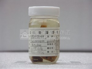 大鱗短額鮃藏品圖，第2張