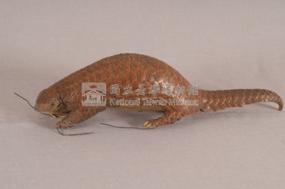 臺灣鯪鯉藏品圖，第3張