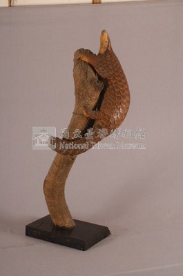 臺灣鯪鯉藏品圖，第3張