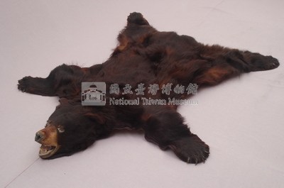 美洲黑熊皮藏品圖，第3張
