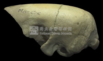 臺灣鯪鯉藏品圖，第3張