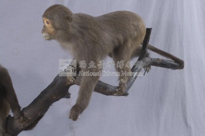 Formosan Rock-monkey Collection Image, Figure 3, Total 7 Figures