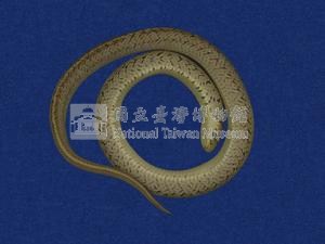 Taiwan Leopard Snake Collection Image, Figure 6, Total 10 Figures