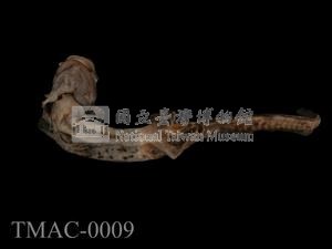 斑泥螈藏品圖，第6張