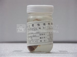 阿部單棘躄魚藏品圖，第2張