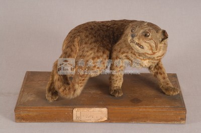 石虎藏品圖，第3張