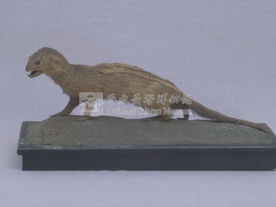 Crab-eating Mongoose Collection Image, Figure 3, Total 13 Figures