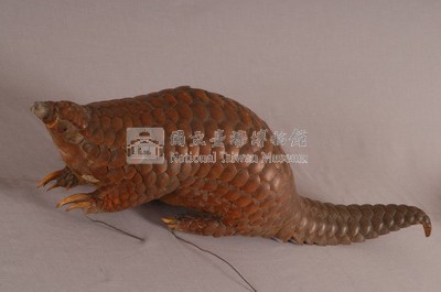 臺灣鯪鯉藏品圖，第3張