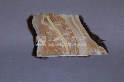 黑熊頸部藏品圖，第3張