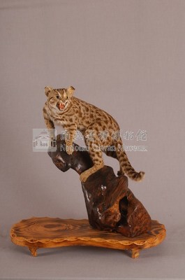 石虎藏品圖，第3張